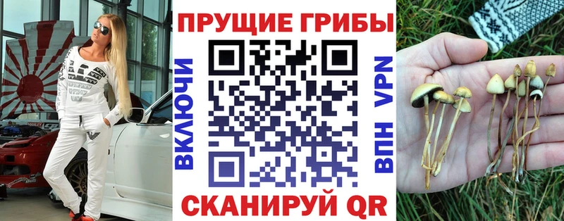 Купить где  Терек  Псилоцибиновые грибы Psilocybe 